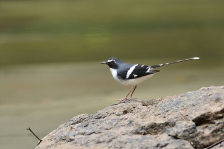 Bird  Slaty-backed Forktail  , Thailandの写真素材