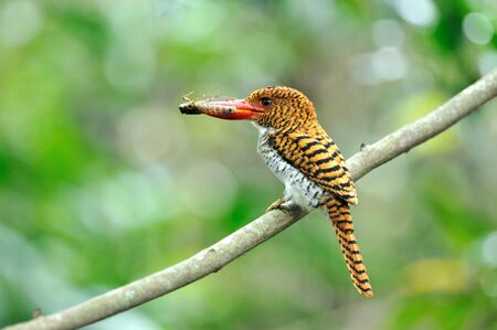 Bird  Banded Kingfisher  , Thailandの写真素材