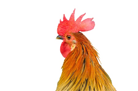 Chicken isolated on white background  の写真素材
