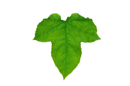 Green leaf isolated on white backgroundの写真素材
