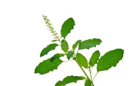 Green leaf isolated on white backgroundの写真素材