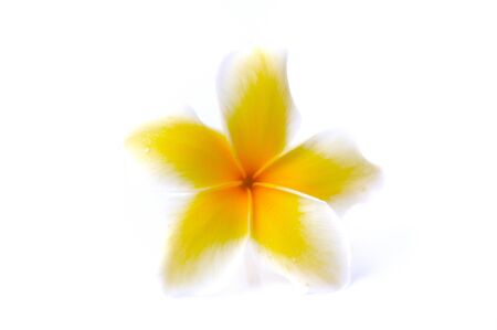 Frangipani flower isolated on white backgroundの写真素材