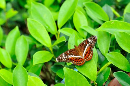 Butterfly  Knight  , Thailandの写真素材