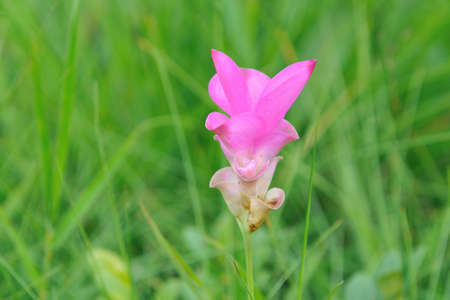 Field of siam tulip, Pa Hin Ngam National Park, Thailandの写真素材