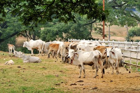 Asian bloodline cow in tropical fieldの写真素材