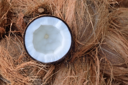 coconutsの写真素材