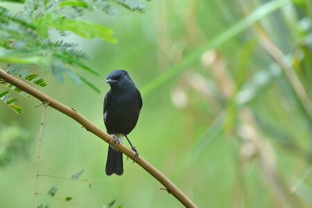 Bird  Pied Bushchat   , Thailandの写真素材