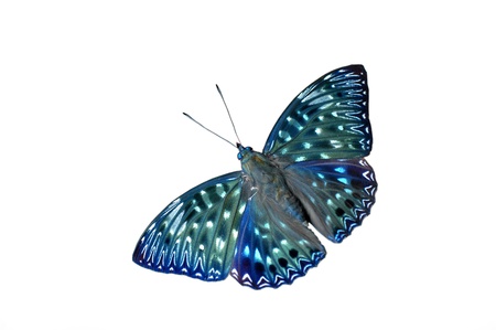 Butterfly  Constable  isolated on white backgroundの写真素材