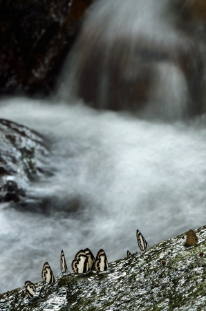 Butterflies in the waterfall,Thailandの写真素材