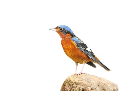  Bird  White-throated Rock-Thrush  isolated on white backgroundの写真素材