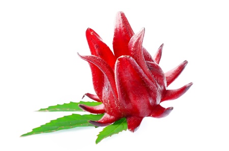  Hibiscus sabdariffa or roselle fruits isolated on white backgroundの写真素材