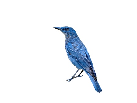 Bird  Blue Rock-Thrush  isolated on white backgroundの写真素材