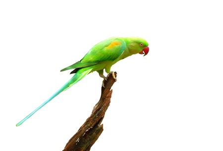 Bird  Rose-ringed Parakeet  isolated on white background