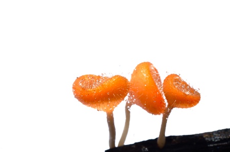 Pink burn cup Mushroom isolated on white background