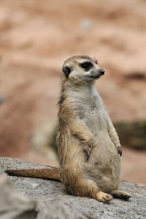Meerkatの写真素材