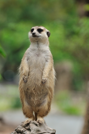 Meerkatの写真素材
