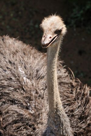 Ostrichの写真素材