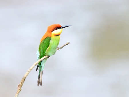 Bird  Chestnut-headed Bee-eaters  , Thailandの写真素材