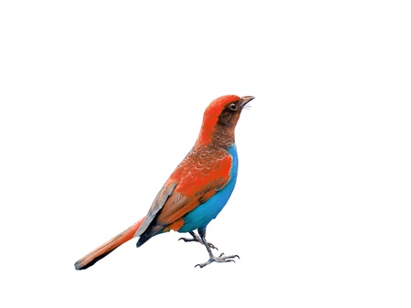 Colorful bird isolated on white backgroundの写真素材