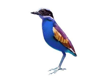 Colorful bird isolated on white backgroundの写真素材