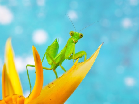 grasshopperの写真素材