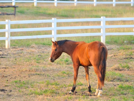 horses on a summer green meadow