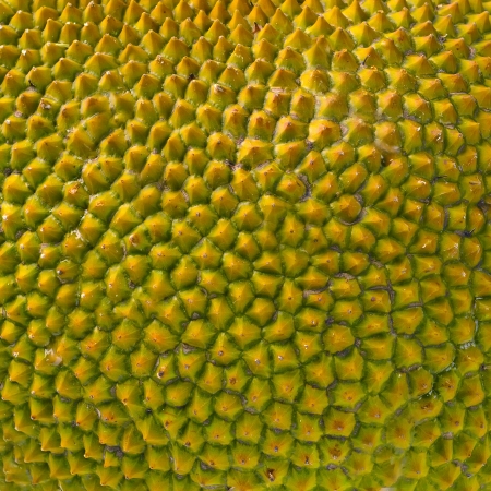 Texture of jackfruit