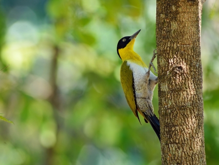 Bird  Black-headed Woodpecker  , Thailandの写真素材