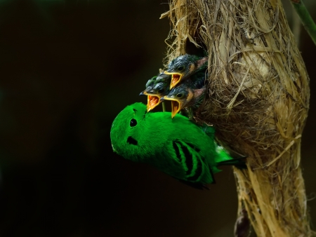 Colorful green bird, a male Green Broadbill  Calyptomena viridis , standing on a branch, side profileの写真素材