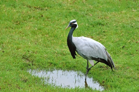 Grey crowned Craneの写真素材