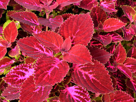 Purple leaves in summer sunny day