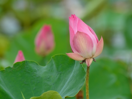 Lotus flowerの写真素材
