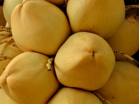 yellow coconut at treeの写真素材