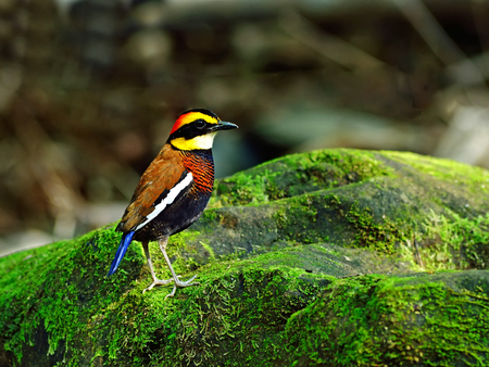 Bird  Banded Pitta  , Thailandの写真素材