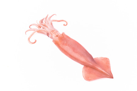 Fresh squid isolated on white backgroundの写真素材