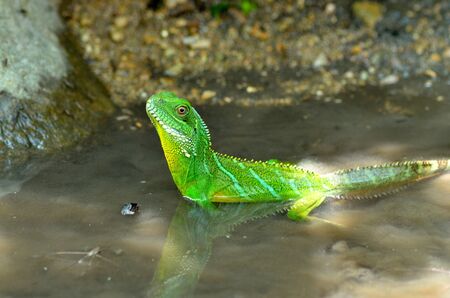 Chinese water dragonの写真素材
