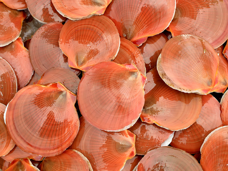 fresh scallopsの写真素材