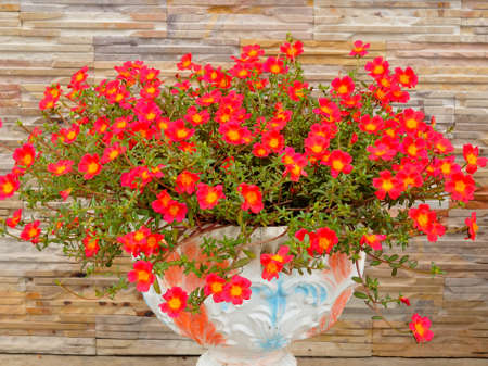 Flowers in gardenの写真素材