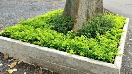 Trees in potsの写真素材