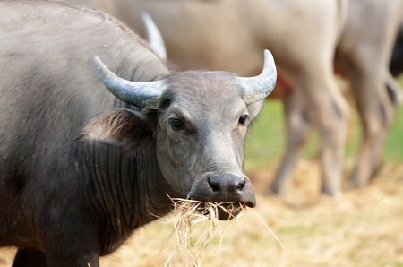 Buffaloes in a field of grass