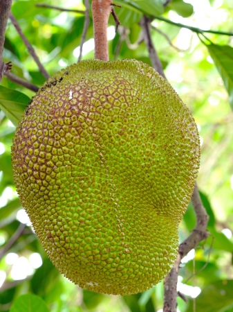 Jackfruit