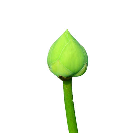 lotus flower and leaf isolated on white backgroundの写真素材