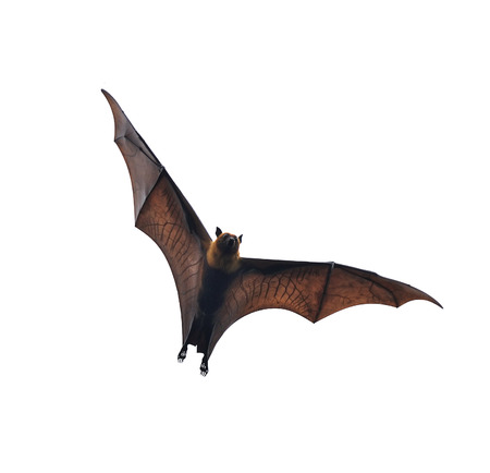 flying fox - huge bat isolated on white backgroundの写真素材