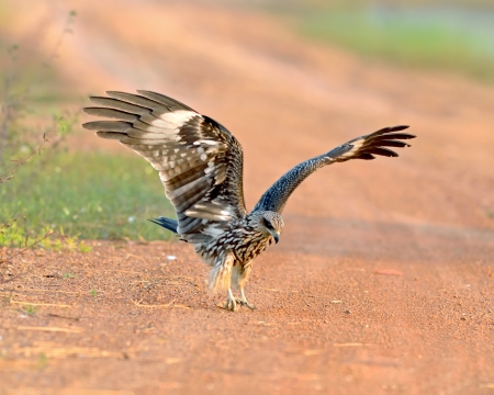Bird  Black kite  , Thailandの写真素材