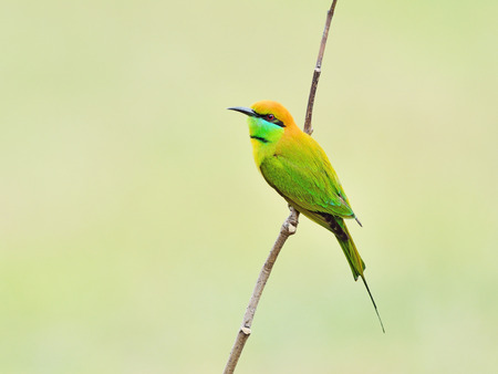 Bird  Green Bee-eater  , Thailandの写真素材
