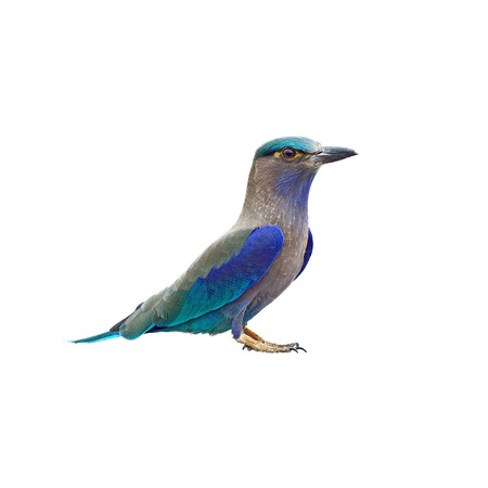 Bird  Indian Roller  , Thailandの写真素材