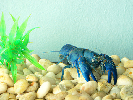 blue crayfishの写真素材