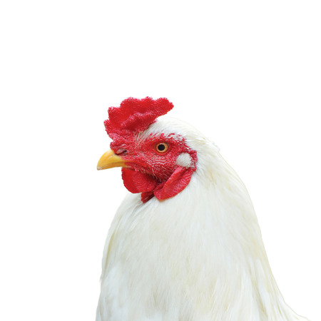 White Cockerel  Rooster  isolated の写真素材