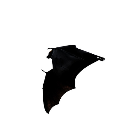 flying fox - huge bat