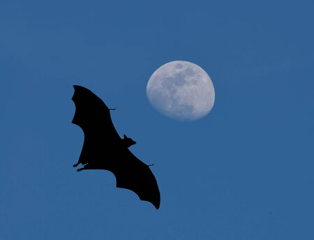 Bats flying at moonの写真素材